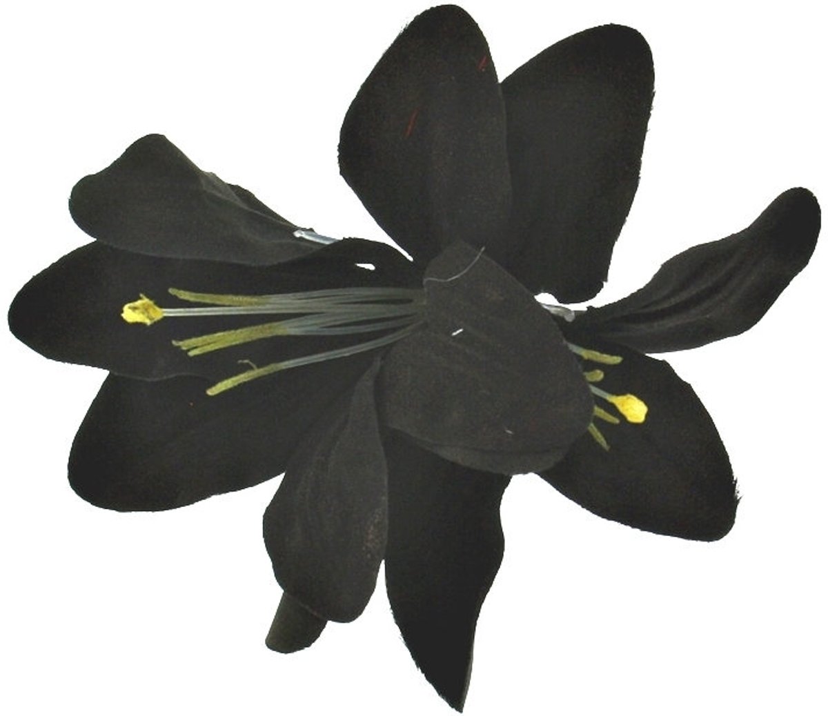 Dubbele lelie bloem haar accessoire op haarclip zwart - Vintage Rockabilly - Zacs Alter Ego